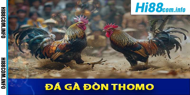 Đá Gà Đòn Thomo