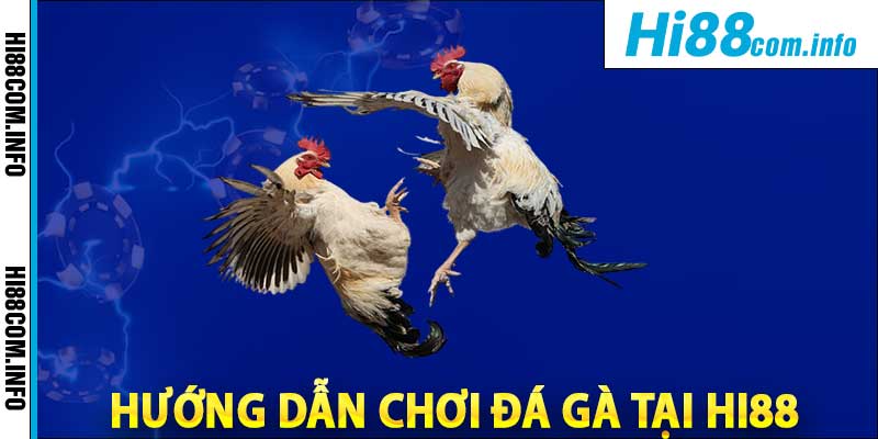 Mô tả một trận đấu gà tại HI88 và hướng dẫn cách đặt cược đơn giản